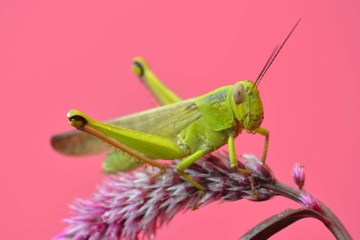 Cavalletta in primo piano posata su un fiore