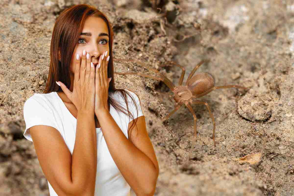 Donna spaventata per la presenza di un ragno violino