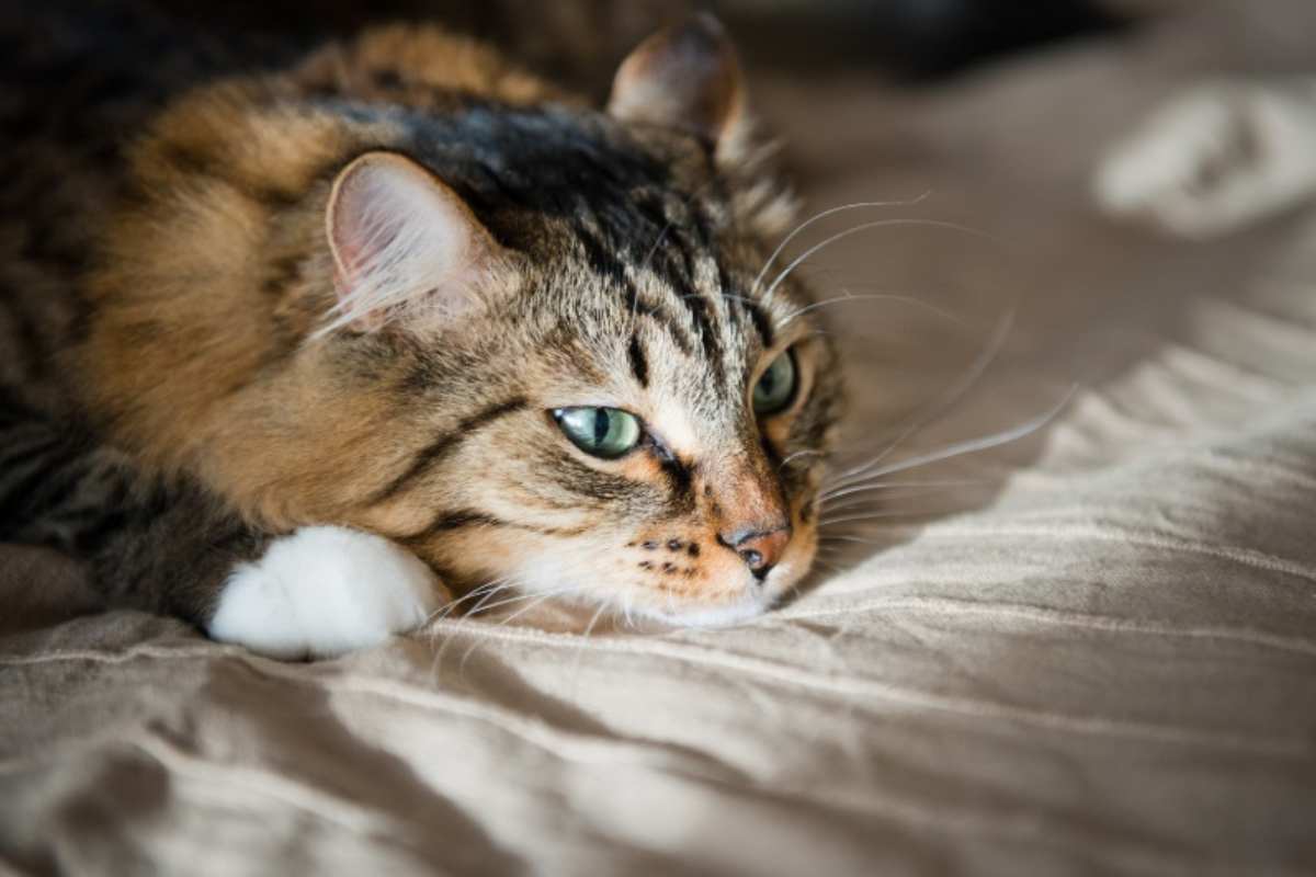 Gatto triste sul letto 