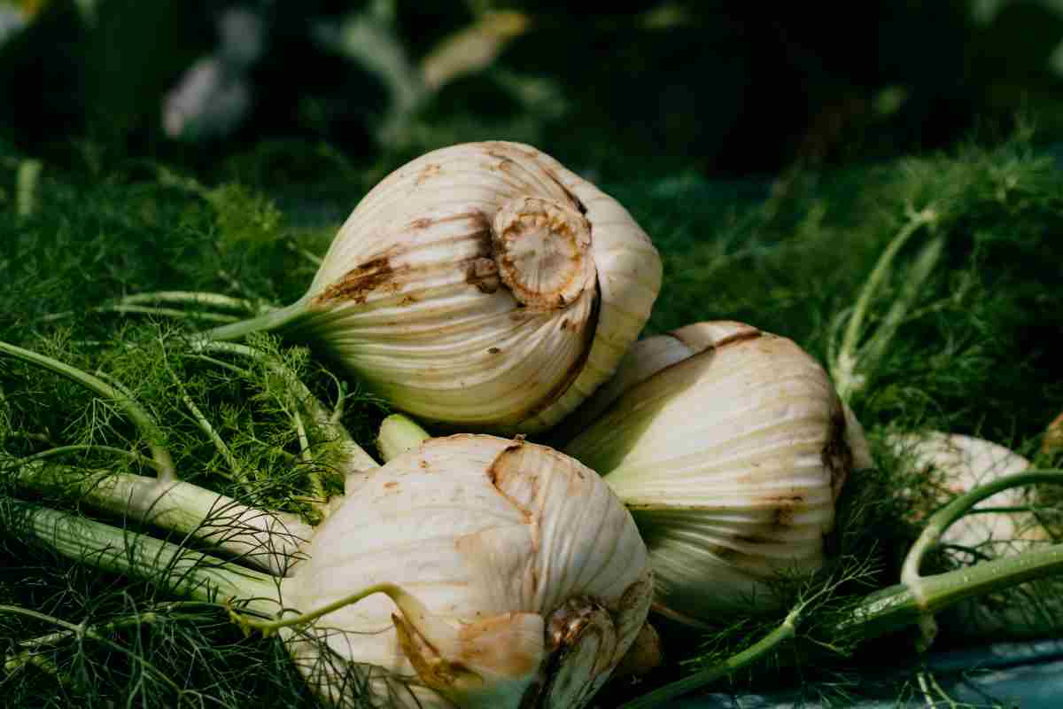 Alleggerirti dopo le feste prova questa zuppa