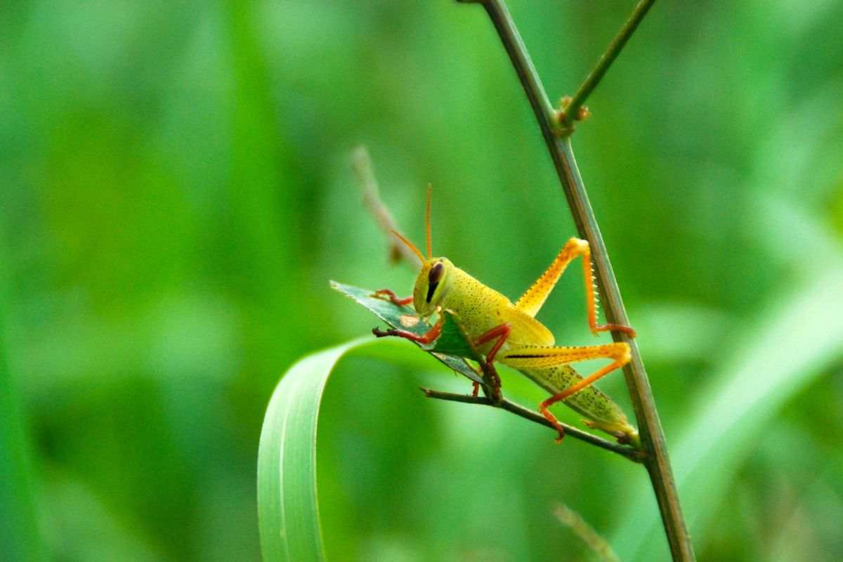 Una cavalletta poggiata su una foglia