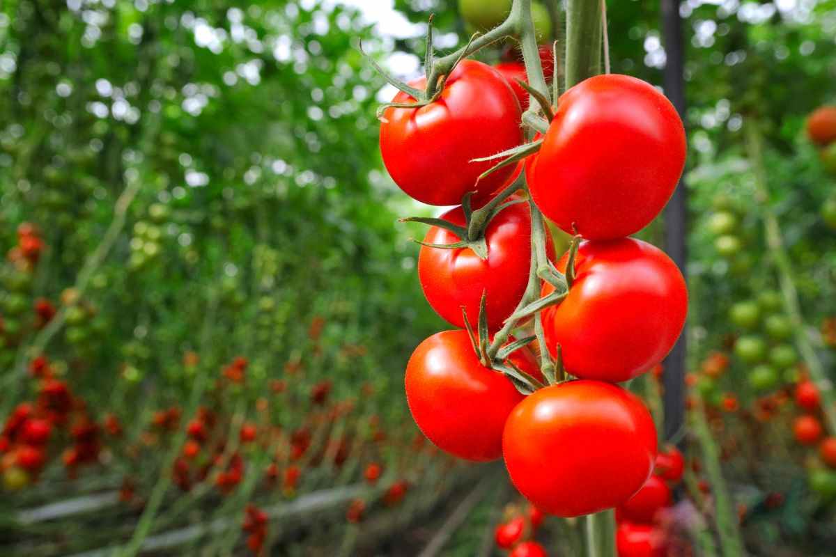 piante pomodori cura