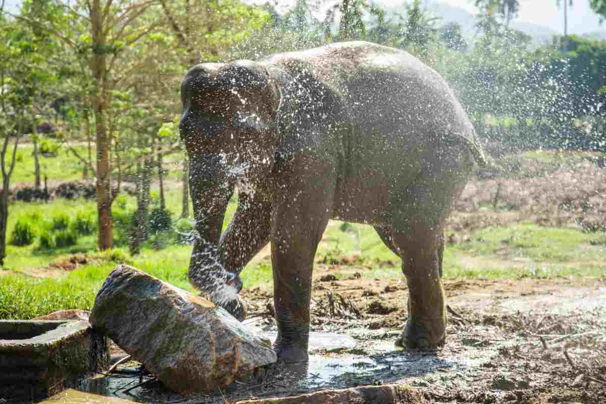 elefante uccide ragazza thailandia